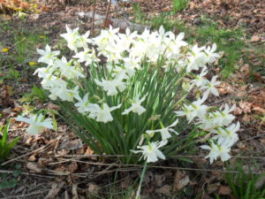 daffs36