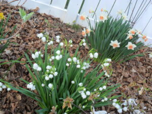 daffs38