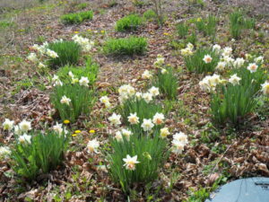 daffs43