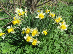 daffs48