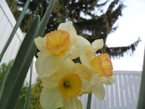 daffs52