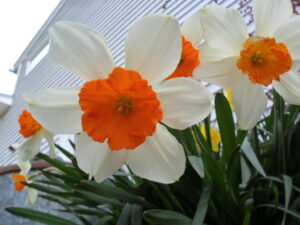 daffs8