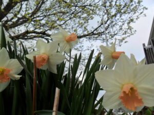 daffs9