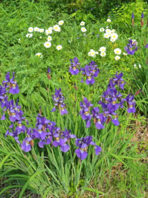 daisy iris1