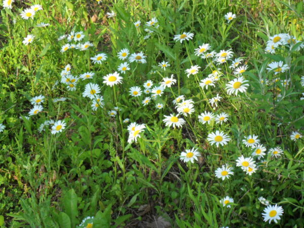 daisy4