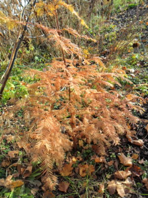 dawn redwood fall color