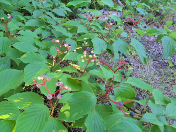 dogwood berries2