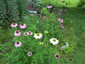 echinacea1