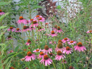 echinacea17