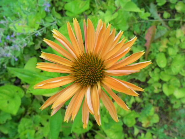 echinacea6