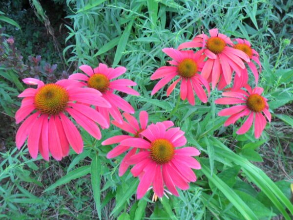 echinacea7