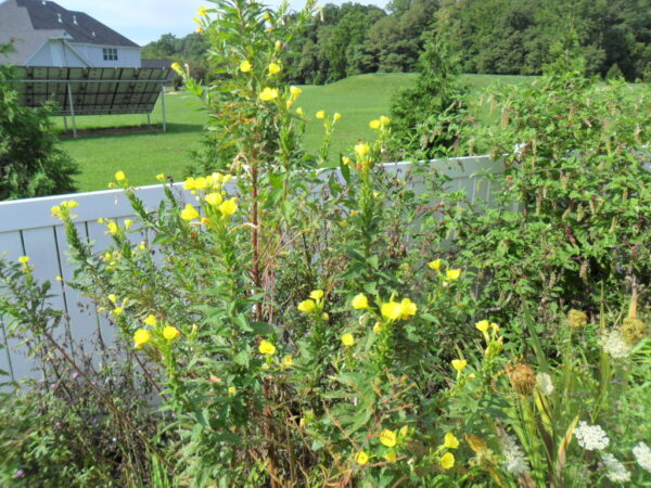 evening primrose2