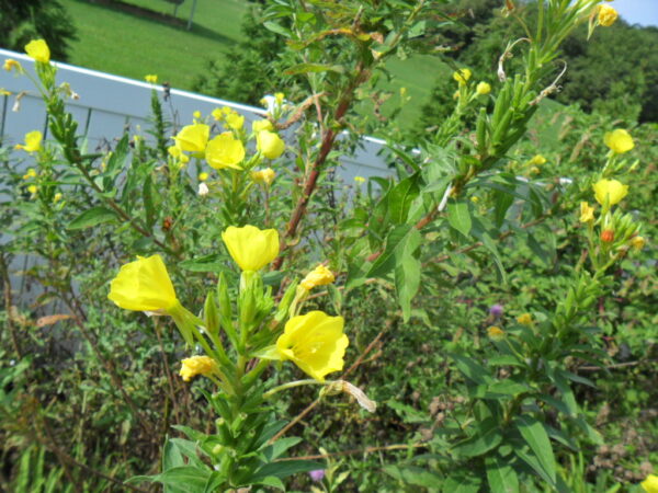 evening primrose3