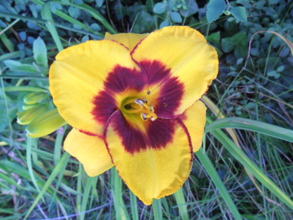 exotic love1