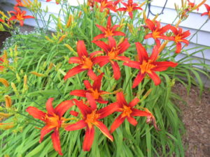 fire lilies