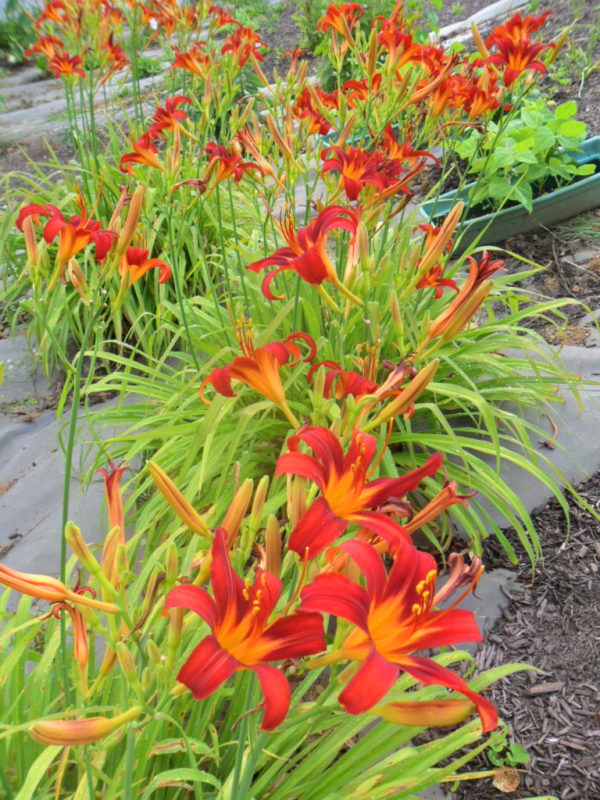 flame lily8