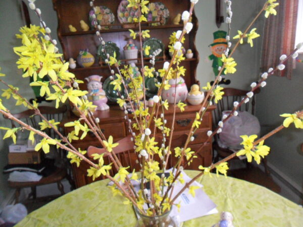 forsythia bqt2