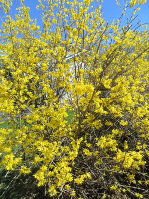 forsythia4