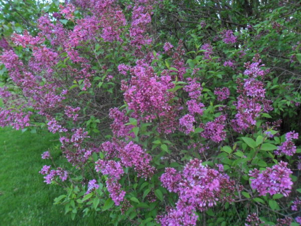 french lilac2