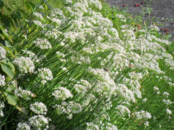 garlic chives4