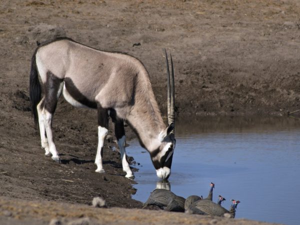 gkun oryx