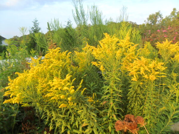 goldenrod1