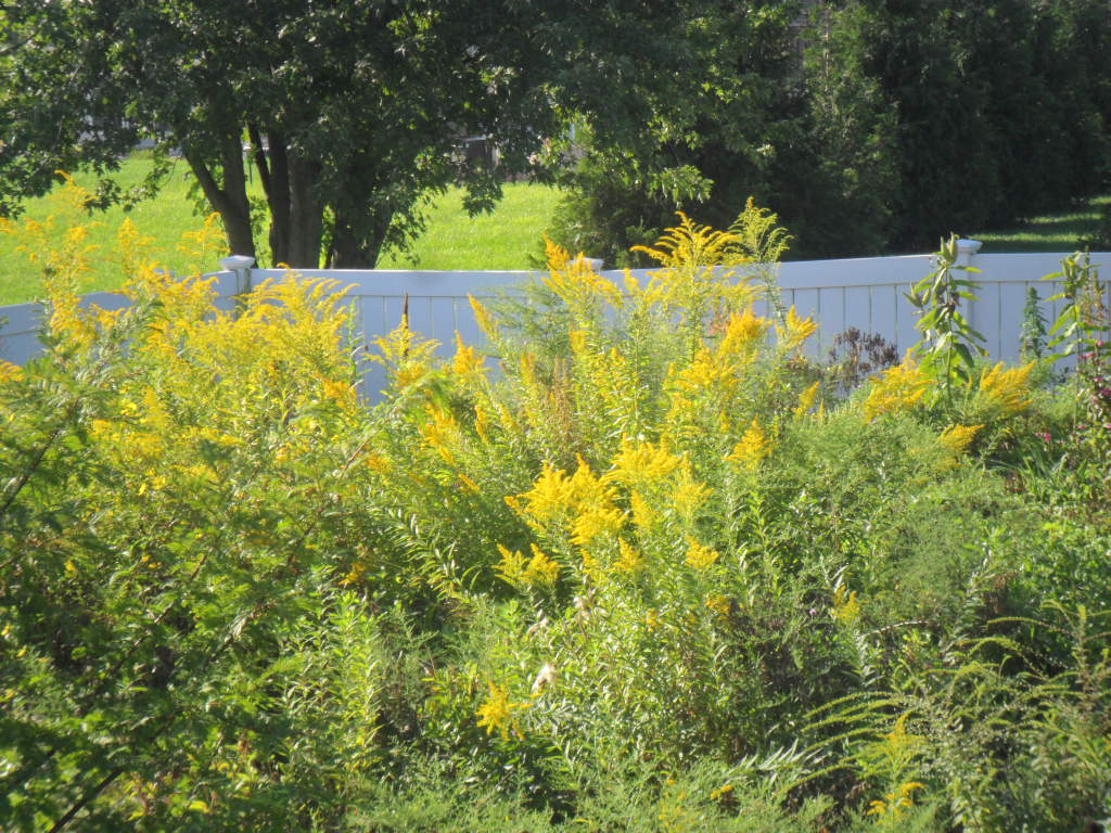 goldenrod12