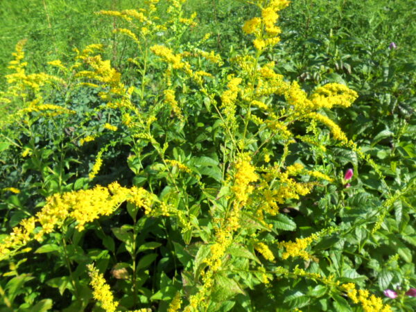 goldenrod2