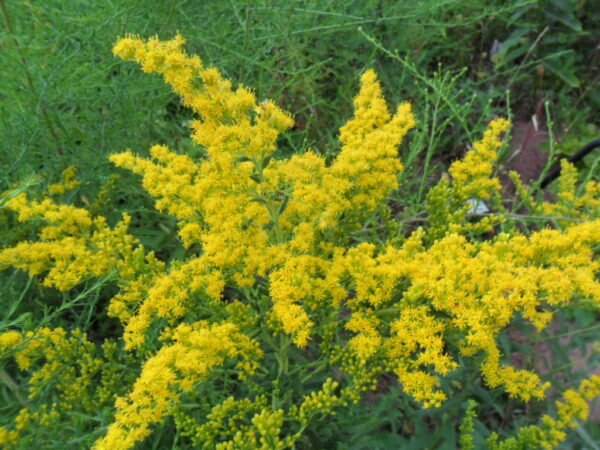 goldenrod3