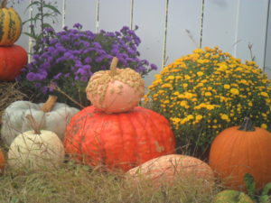 gourds display