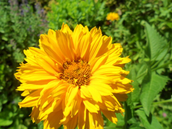 heliopsis5