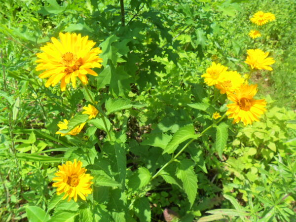 heliopsis8