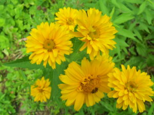 heliopsis9