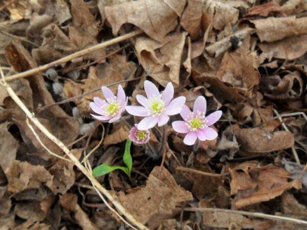 hepatica1