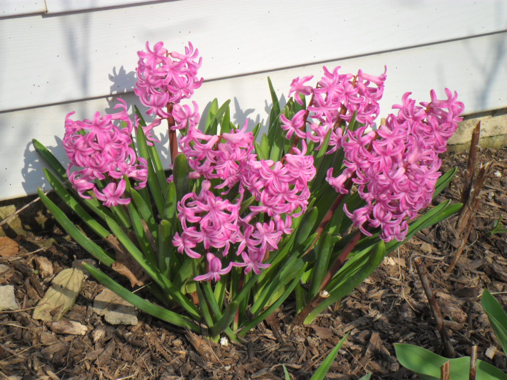 Hyacinth14 Alexs Asteroid Astrology Alexs Asteroid Astrology