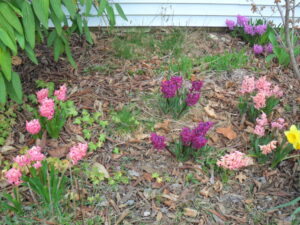 hyacinth6