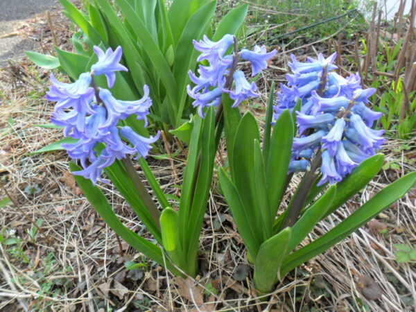 hyacinths17