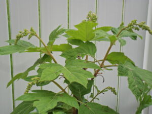 hydrangea2