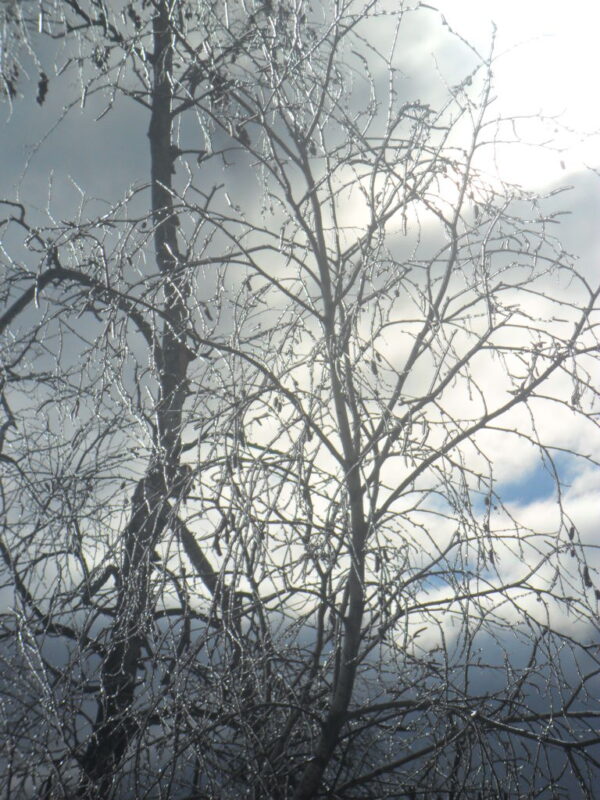 ice storm2