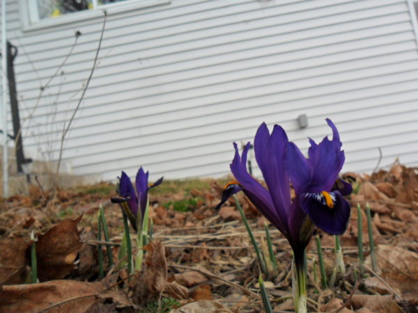 iris reticulata1