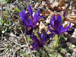 iris1