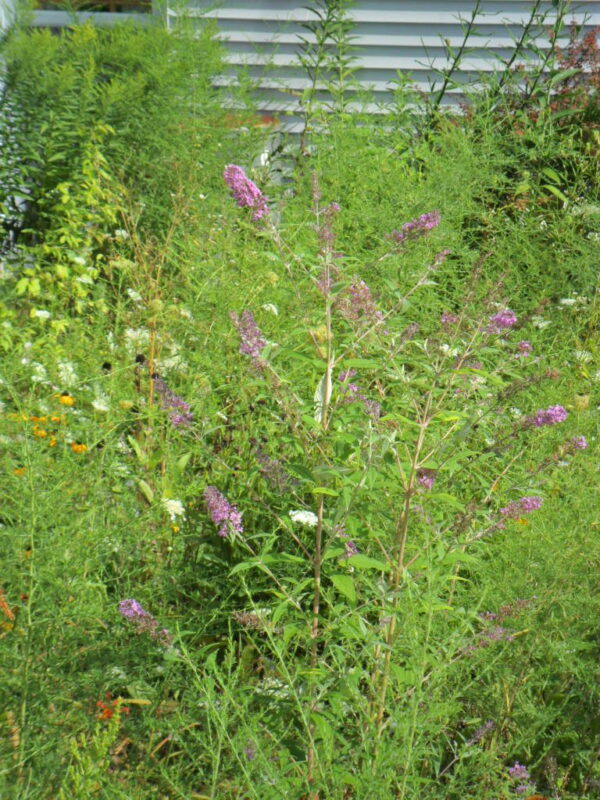 lavender butterfly bush1