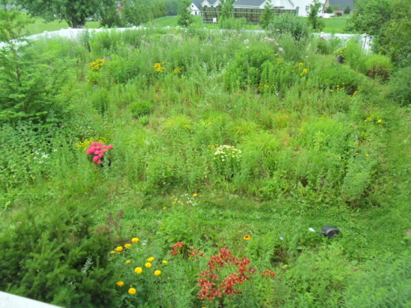 litha garden1