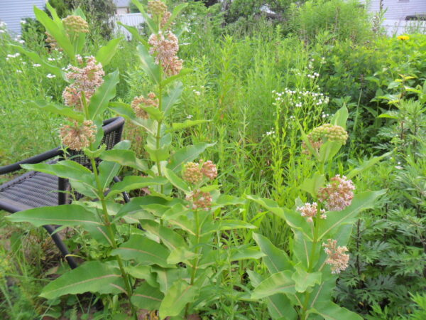 milkweed1