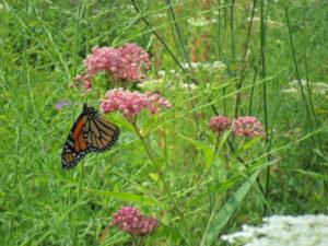 milkweed1 monarch