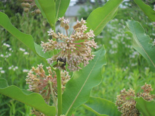 milkweed2