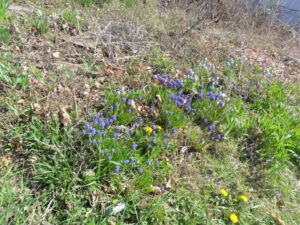 muscari16
