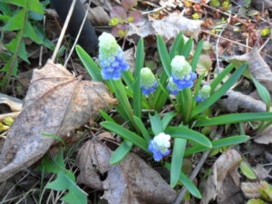 muscari7