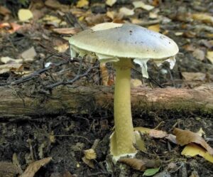 mushrooms death cap