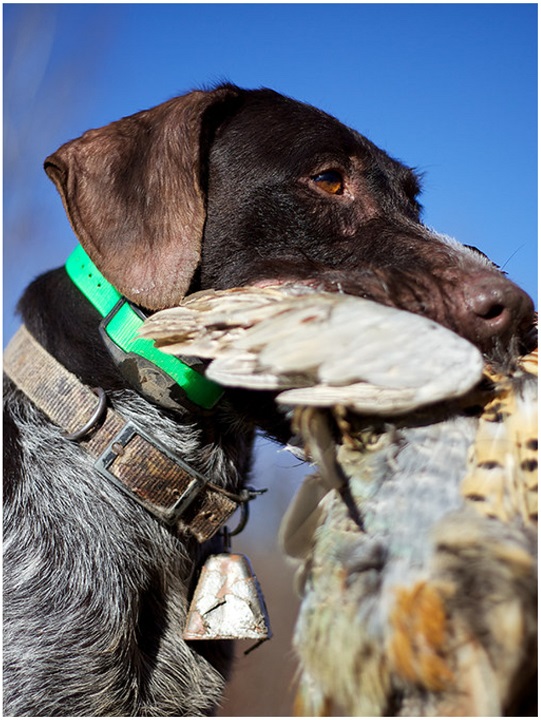 Hunting dog with pheasant